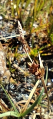 Carex panicea, photograph (c) Santiago Martín-Bravo, some rights reserved (CC BY)