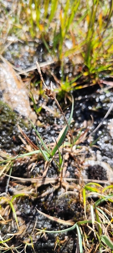 Carex panicea, photograph 4