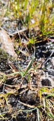 Carex panicea, photograph (c) Santiago Martín-Bravo, some rights reserved (CC BY)