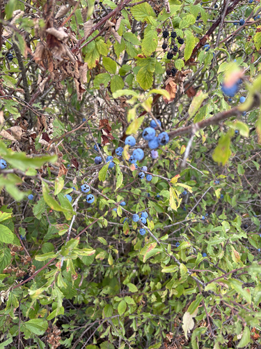 Blackthorn