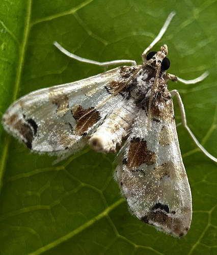 Eggplant Fruit and Shoot Borer