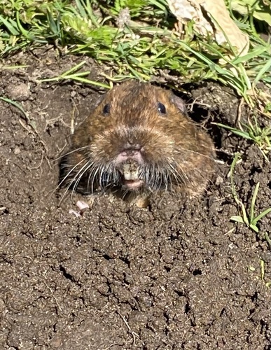 Botta's Pocket Gopher