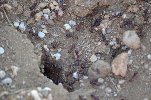 Rough Harvester Ant