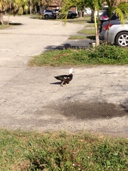 Cairina moschata domestica