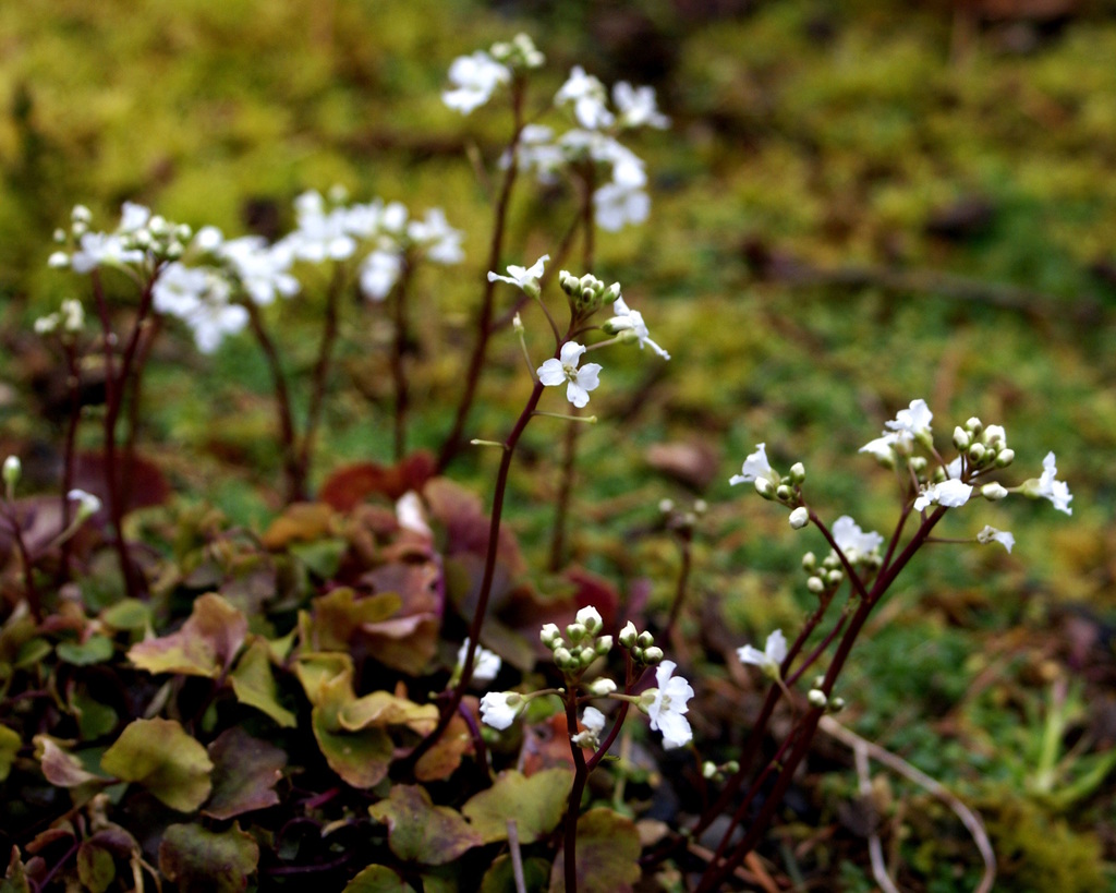Trefoil Cress