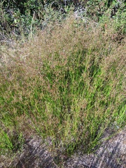 Juncus dubius