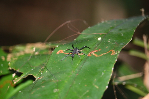 Armed Spiny Ant