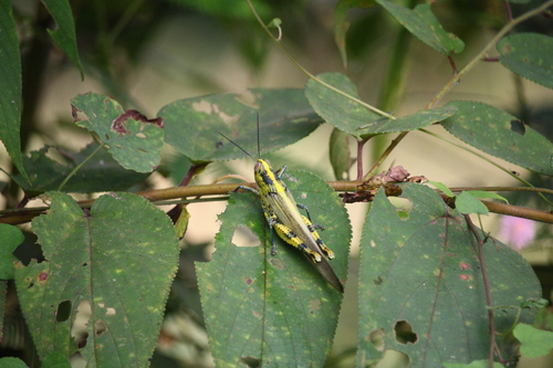 Javanese Grasshopper
