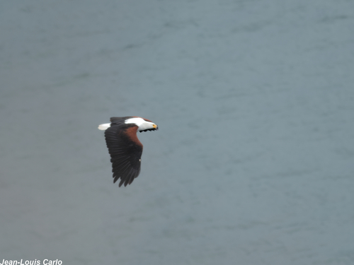 iNaturalist image