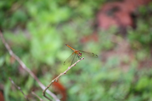 Crimson Marsh Glider