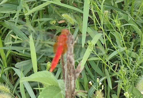Scarlet Skimmer