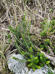Erica vagans, photograph (c) S. Menéndez, some rights reserved (CC BY)