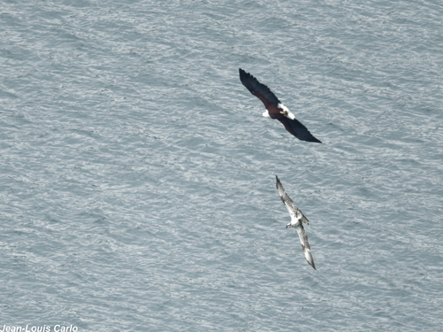 Osprey