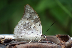 Archaeoprepona demophoon gulina