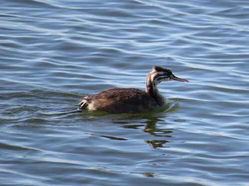 iNaturalist image