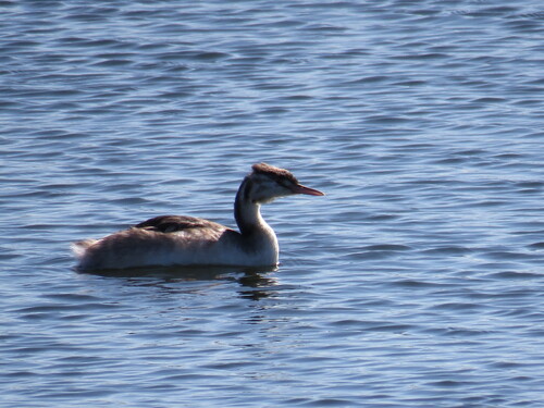iNaturalist image