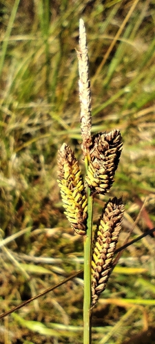 Carex nigra, 2026-09-09