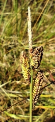 Carex nigra