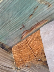 Camponotus inaequalis