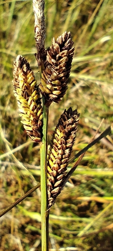 Carex nigra, photograph 2