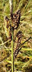 Carex nigra, photograph (c) Santiago Martín-Bravo, some rights reserved (CC BY)