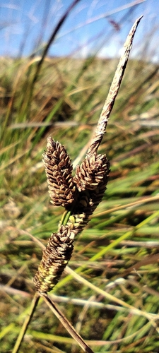 Carex nigra, photograph 3