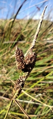 Carex nigra, photograph (c) Santiago Martín-Bravo, some rights reserved (CC BY)