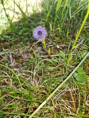 Globularia