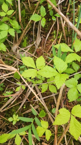 Rubus pubescens, photograph 5