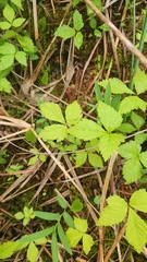 (c) Patrick Jackson, some rights reserved (CC BY) Rubus pubescens, photograph (c) Patrick Jackson, some rights reserved (CC BY)