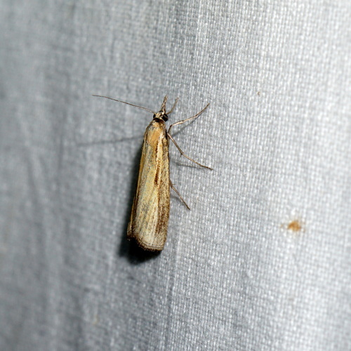 Common Grass-veneer