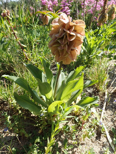Veltheimia capensis