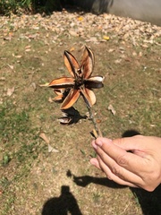Magnoliopsida