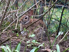 Sylvilagus floridanus