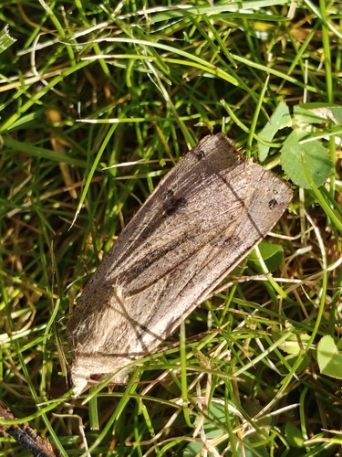 Large Yellow Underwing