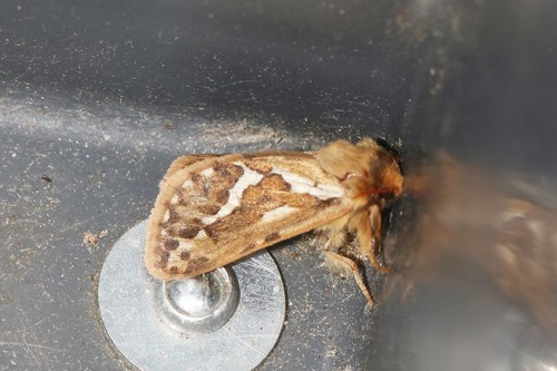 Common Swift Moth, 6874 Wolfheze, Nederland, photo 10 of 10