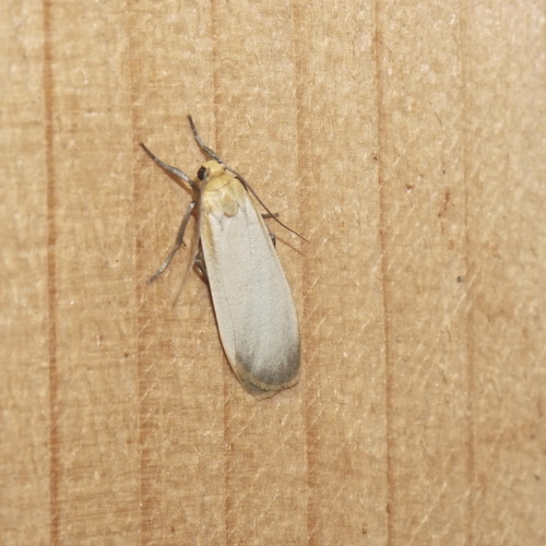 Buff Footman