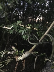 Tillandsia intermedia