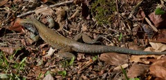 Ameiva atrigularis