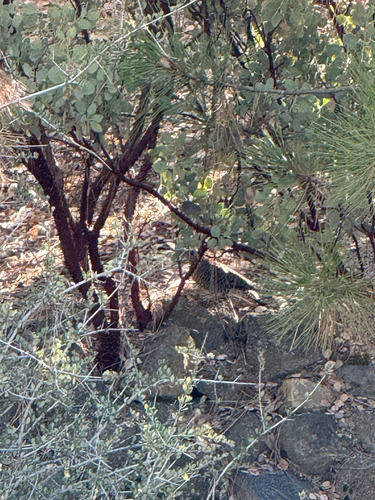 iNaturalist observation photo of Northern Flicker