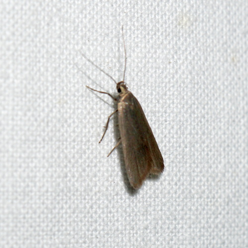 ash-coloured crest