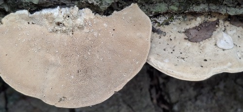 Lumpy Bracket