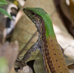 Ameiva atrigularis