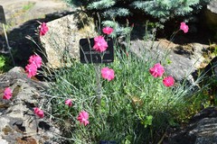 Dianthus gratianopolitanus