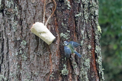 Eurasian Blue Tit