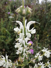 Salvia argentea