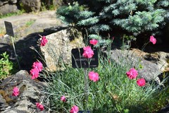 Dianthus gratianopolitanus