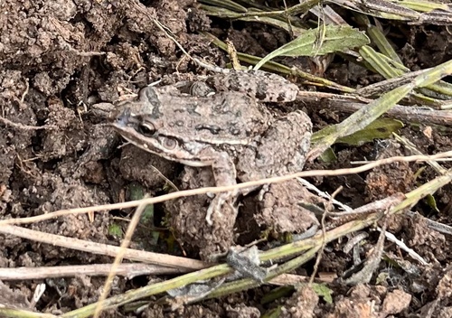 Oven Frog