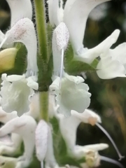 Salvia argentea