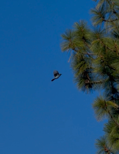 iNaturalist observation photo of Steller's Jay